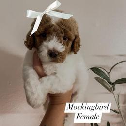 Mockingbird (Our Lone Star State litter) - Parti female Goldendoodle puppy in Hopkins County, Texas from Boutique Doodles