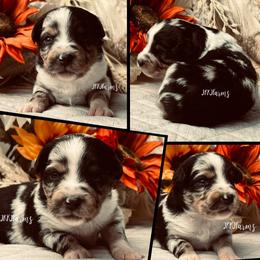 4 Sterling, BMM - Blue merle male Miniature American Shepherd puppy in Huntington, Texas from JKKJ Farms, LLC