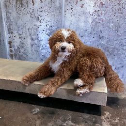 Bronco - Poodle