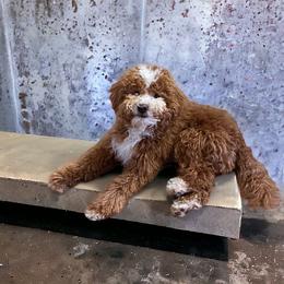 Bronco - Poodle