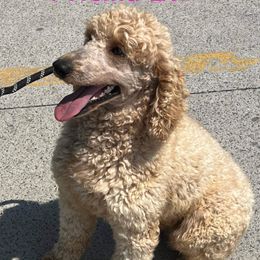 Priscilla - Poodle