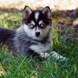 Pomsky, Rottweiler, Shetland Sheepdog, and Toy Shetland Sheepdog Puppies from Mountain High Kennels