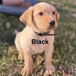 Black Male (yellow) - Yellow male Labrador Retriever puppy in Moore, Oklahoma from Okiehuntinboyz Labrador Retrievers