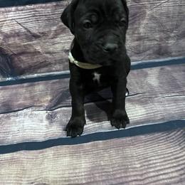 White collar - Black female Cane Corso puppy in Fritch, Texas from Carrie Brown's Cane Corsos