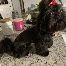 Shih Tzu Puppies from Mosley Kennel Shih Tzu