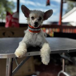 Merlot - Cream female Chinese Crested puppy in Auburn, Kansas from TopBrass Kennels