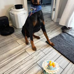 Doberman Pinscher All Grown Up from Morgan Doberman Kennel