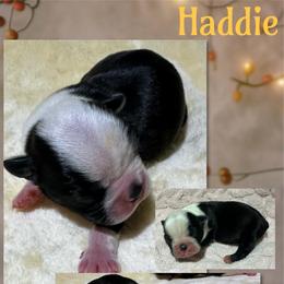 Haddy - Black and white female Boston Terrier puppy in Brazos Point, Texas from TX Southern Belle Boston Terriers