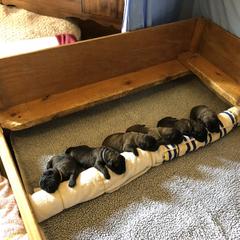 Leonberger Puppies from Tipping Point Leonbergers