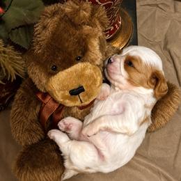 Toto - Blenheim male Cavalier King Charles Spaniel puppy in Conway, Missouri from Jordan  Harrison