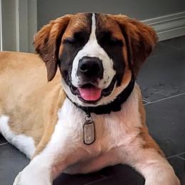 Saint Berdoodles and Saint Bernards from Jacqualyn Bramlett