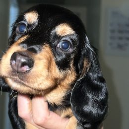 Boy 1 - Black and tan Dachshund puppy in Lubbock, Texas from ANQ Dachshunds