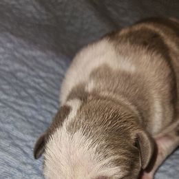 Tabitha - Silver female Great Dane puppy in Towaco, New Jersey from MommaDukes Danes