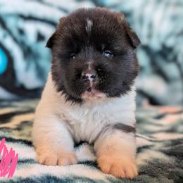 AKC Girl 'Kaida' - White female Akita puppy in Tombstone, Arizona from WeVolution Off-Grid
