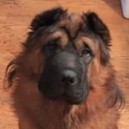 Bruno - Chinese Shar-Pei