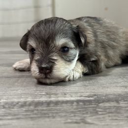 Orchid - Liver female Miniature Schnauzer puppy in Magalia, California from Cali Sun-kissed Schnauzers