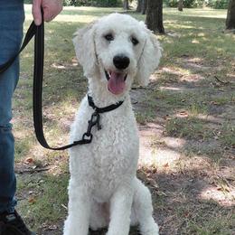 Bella - Poodle