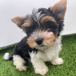 Pongo - 2150 AKC - Black tan and white male Biewer Terrier puppy in Douglas, Georgia from Heartland small breeds