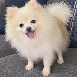 Lucky - Pomeranian