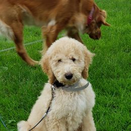 Double Doodle and Goldendoodle Puppies from Badgerland Goldendoodles