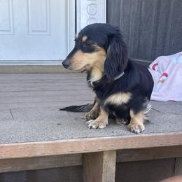 Willow - Dachshund