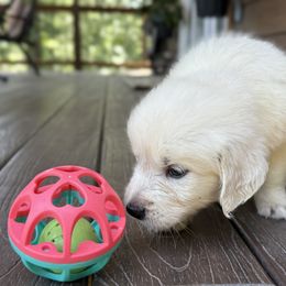 Pearl - Light golden female Golden Retriever puppy in Marshfield, Missouri from Charm Puppies