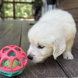 Pearl - Light golden female Golden Retriever puppy in Marshfield, Missouri from Charm Puppies