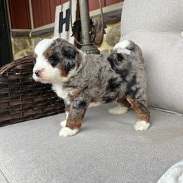 Bentley - Blue merle male Bernedoodle puppy in Holtwood, Pennsylvania from Country Ridge Puppies