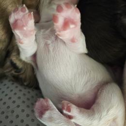 Girl 2 - Cream female Dachshund puppy in Lebanon, Oregon from Willow Moons Dachshunds
