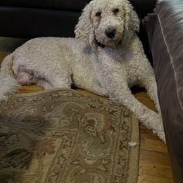 Jasper - Labradoodle