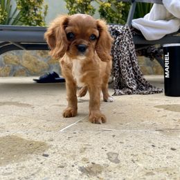 Cavalier King Charles Spaniel Puppies from Hidden Creek Cavaliers