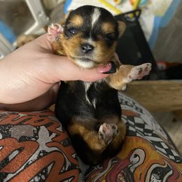 Tiny baby doll face boy - Black and gold male Yorkshire Terrier puppy in Yukon, Oklahoma from Tiffs Yorkie babies