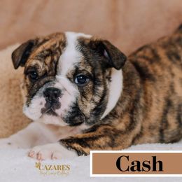 Cash - Fawn brindle and white Bulldog puppy in Sabinal, Texas from Cazares Royal Lineage Bulldogs