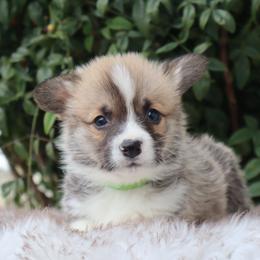 Green collar - Red male Pembroke Welsh Corgi puppy in Caliente, California from Rafter Cross 7