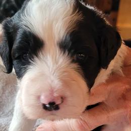 Portuguese Water Dogs from Sage Farm Portuguese Water Dogs