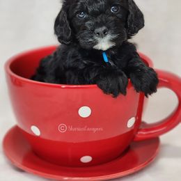 Cavapoo Puppies from Sharices Cavapoos