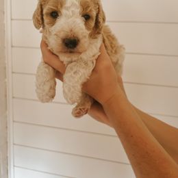 Goldendoodle Puppies from J + A Family Doodles