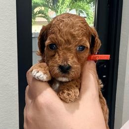 Truffle - Red  female Goldendoodle puppy in Miami, Florida from Haus of Pawz