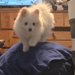 Pomsky Puppies from Bobbie Shurtz