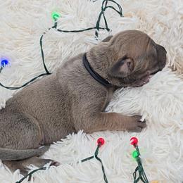 Oggie - Blue male Great Dane puppy in Caldwell, Idaho from Miner's Dynamic Danes