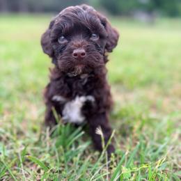 Bluey - with training - Brown and white male Cockapoo puppy in Boonville, North Carolina from Doods & Dolls