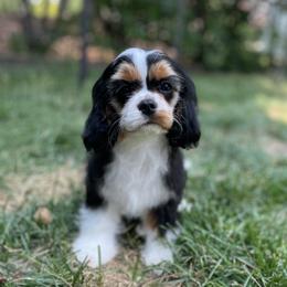 Cavalier King Charles Spaniel and Lowchen Puppies from Uptown Cavaliers