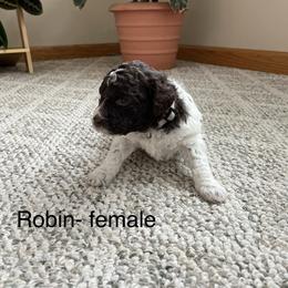 Robin - Brown female Lagotto Romagnolo puppy in Minster, Ohio from 1880 Lagotto