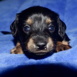 Green Collar Male - Black and tan male Dachshund puppy in New Canton, Virginia from Mount Calm Golden Retrievers
