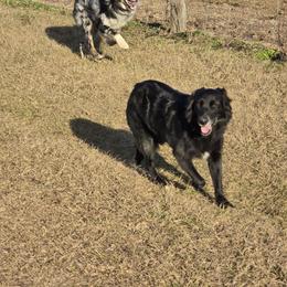 Creek - Australian Shepherd