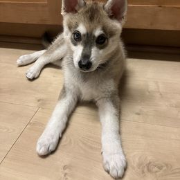 Boy 1 - Alaskan Klee Kai puppy from Angels Klee Kai