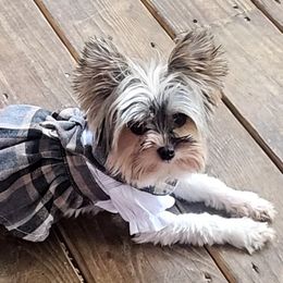 Faith - Yorkshire Terrier