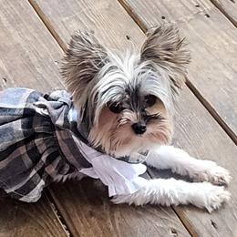 Faith - Yorkshire Terrier