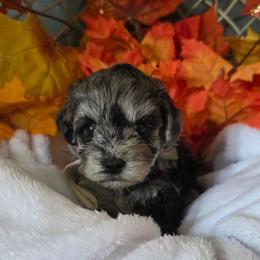 Yelena ( White collar) - Merle female Schnoodle puppy in Novinger, Missouri from Stormi Sky Schnoodles