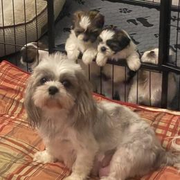 Shih Tzus from Castro Shih Tzu